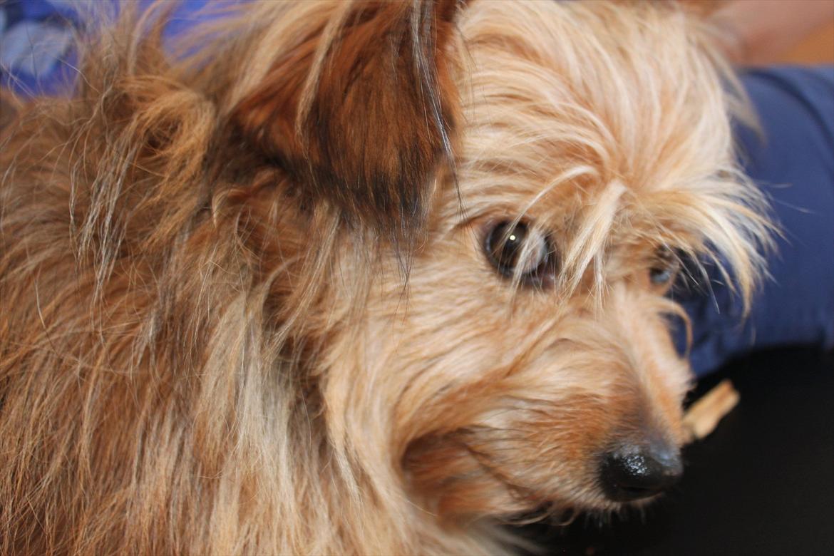 Blanding af racer Chica billede 7