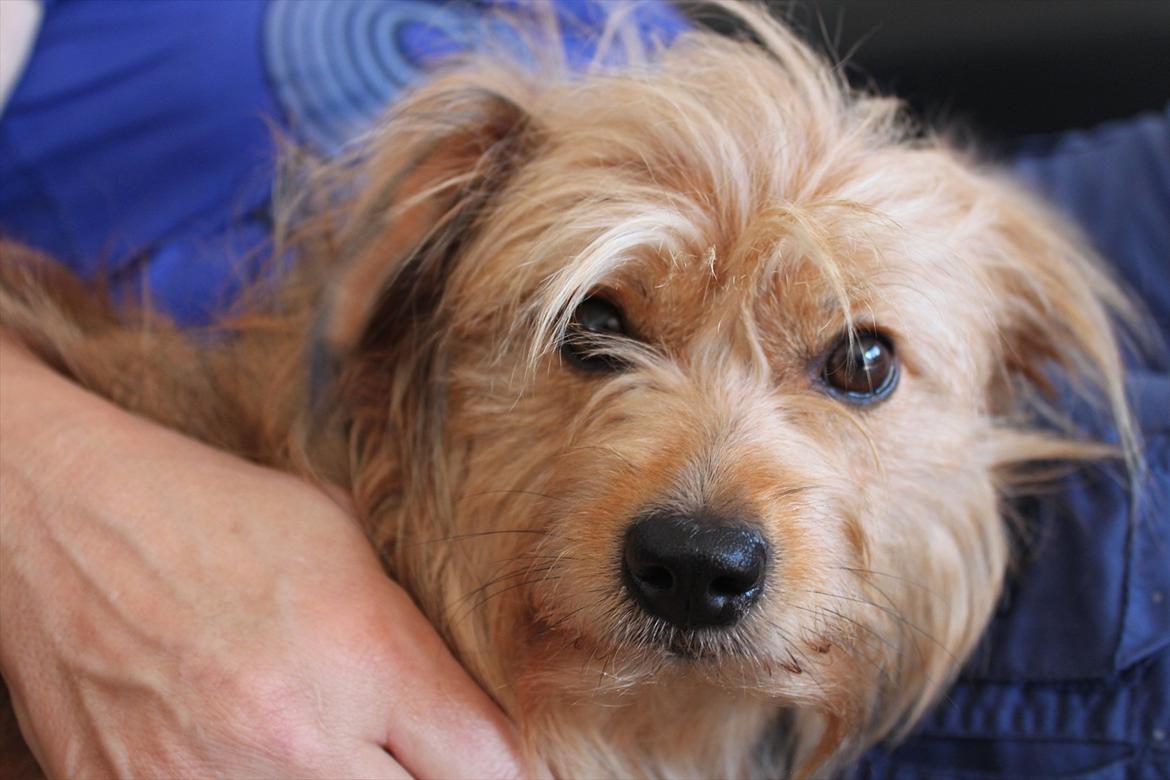 Blanding af racer Chica billede 8