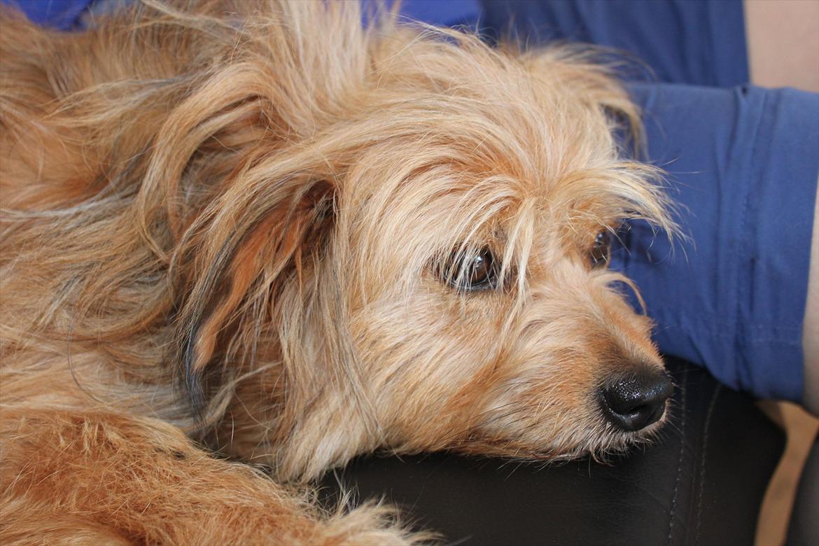 Blanding af racer Chica billede 9