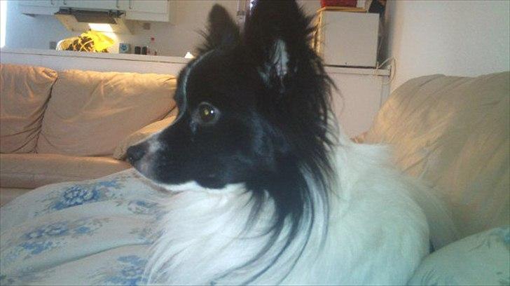 Papillon Sigurd billede 1