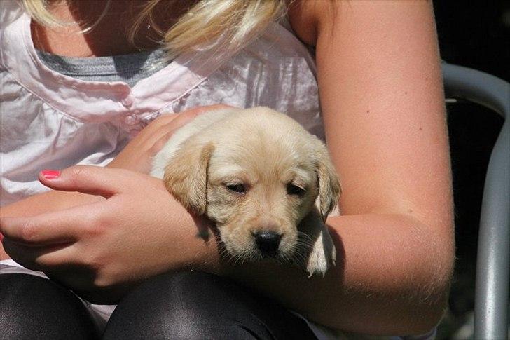 Labrador retriever Rica - hun elsker at ligge på min arm og kigge ud for det hele skal jo lige studeres <3 ;D billede 3