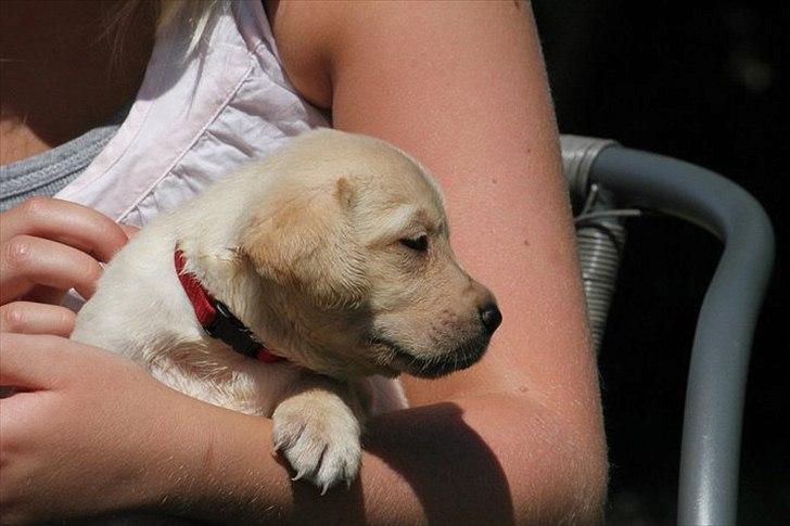 Labrador retriever Rica - hun vil også gerne se en masse som man kan se her på det her billede  billede 4
