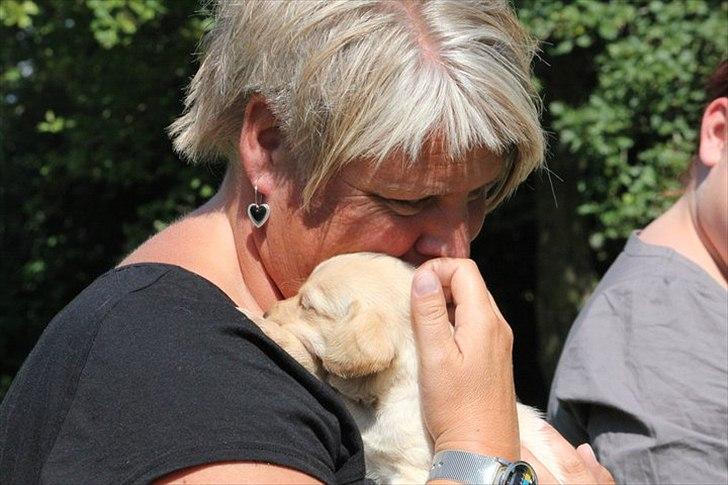 Labrador retriever Rica - min mor er helt vild med hende lige som mig og min far ;D <3 <3  billede 5