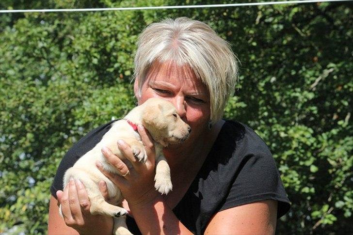 Labrador retriever Rica - her nusser hun min mor´s næse :D <3 <3  billede 6