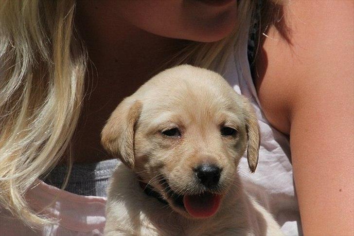 Labrador retriever Rica - det er mig der sidder med hende her ;) billede 1