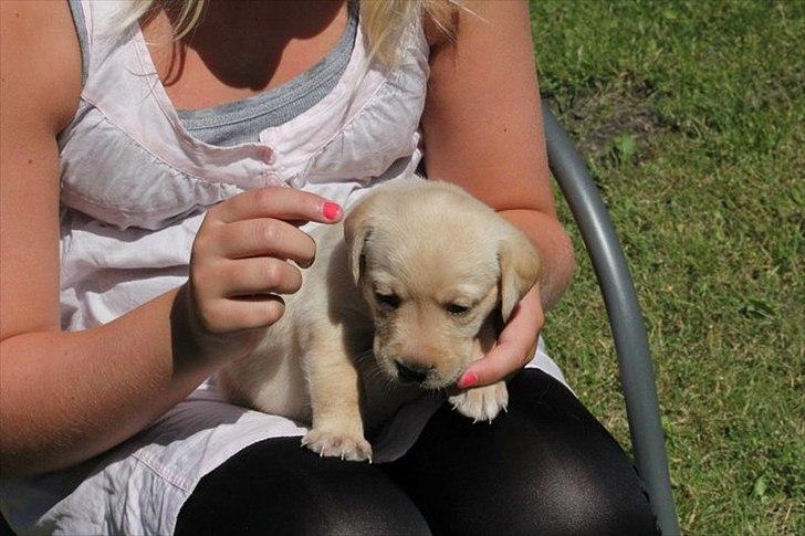 Labrador retriever Rica - hun knytter sig til den hun sidder ved meget hurtigt :D. hun er bare min prinsesse <3 <3 elsker dig over alt på jorden <3 billede 7