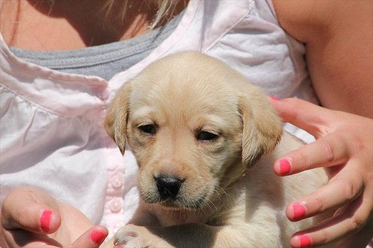 Labrador retriever Rica - prøv lige at se hendes hovde er det ikke bare fantastisk sødt??? <3  billede 2