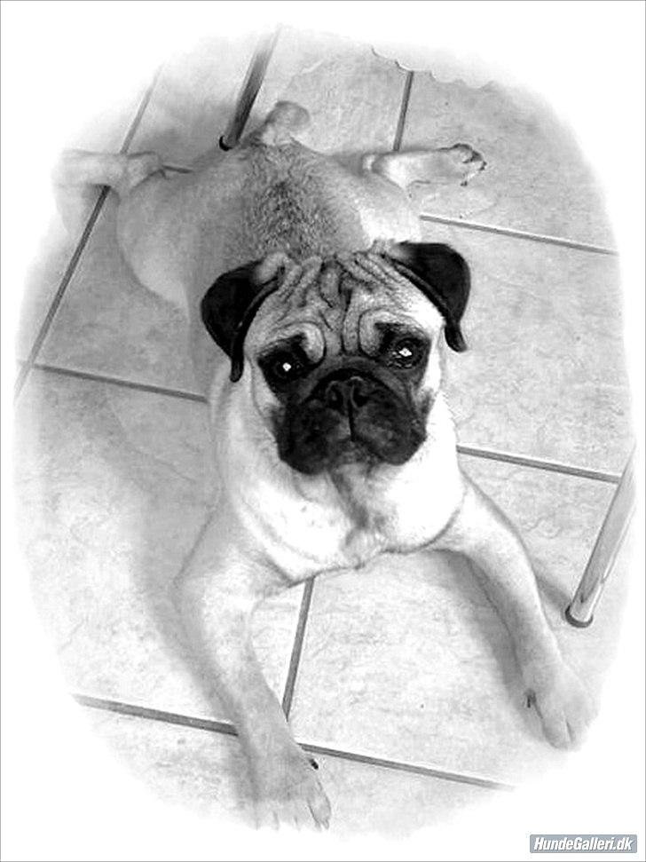 Mops Henry billede 12