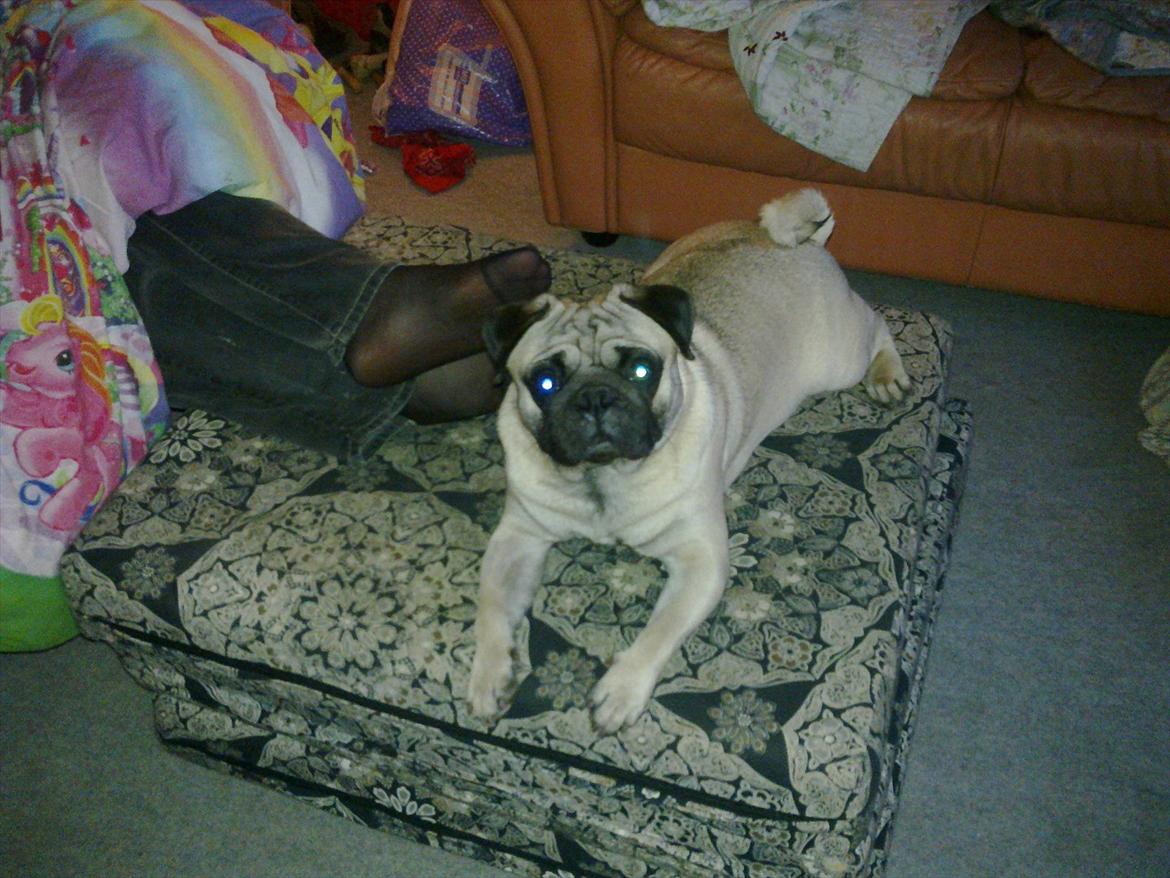 Mops Henry billede 13
