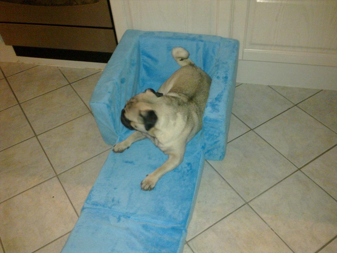 Mops Henry - Henry`s jule gave. billede 14