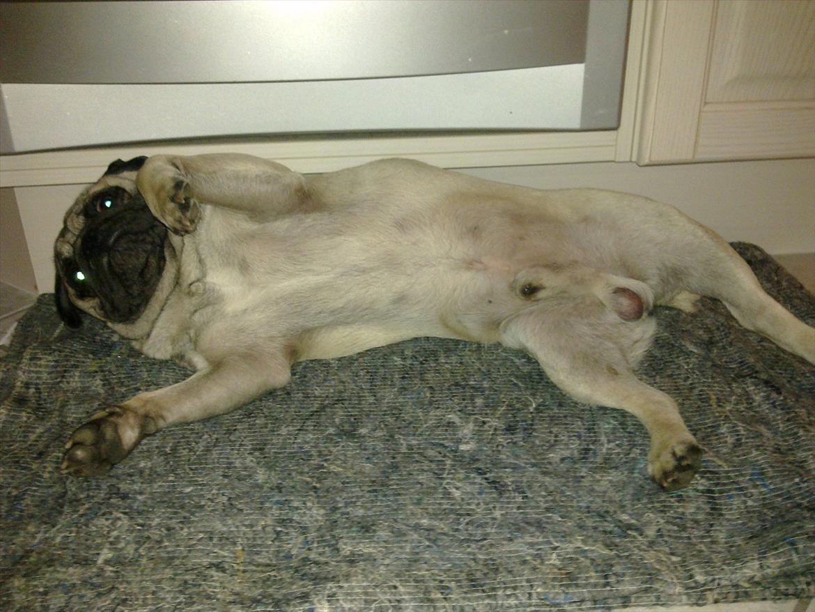 Mops Henry - lækker - lækker  billede 16