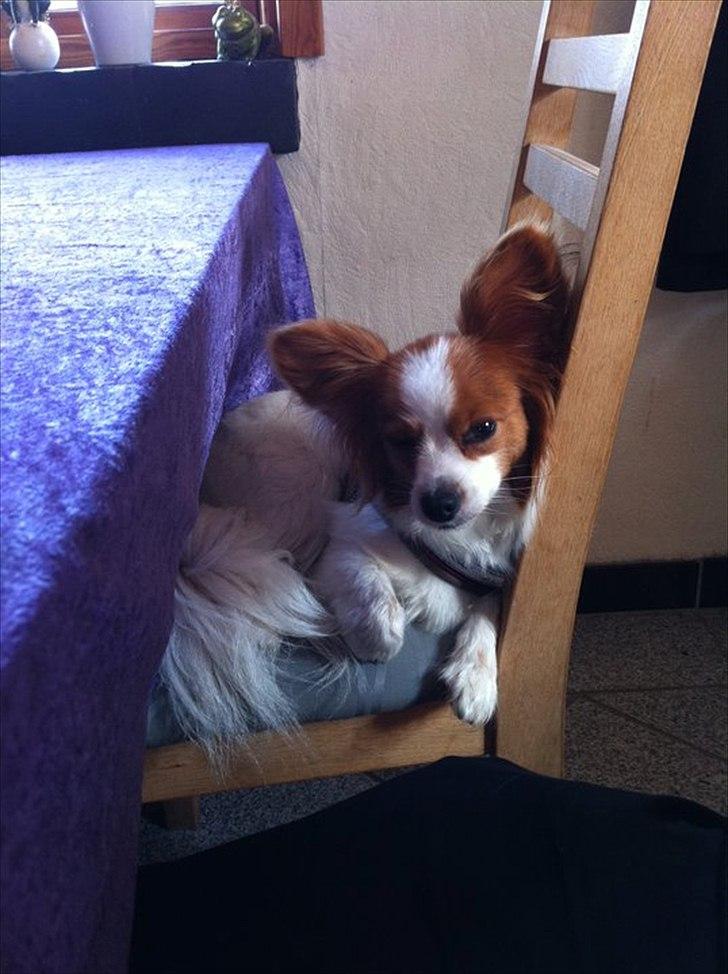 Papillon Avalee aka Ene Herskeren billede 13