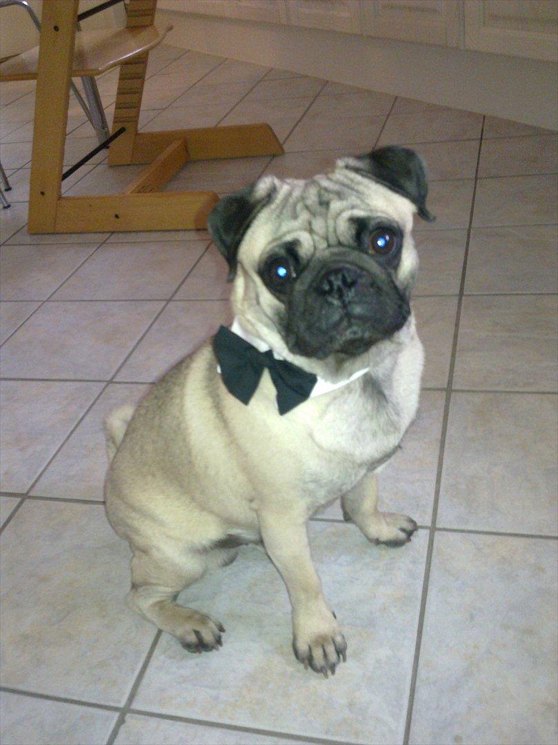 Mops Henry - Henry 1 år den 29/10-10. billede 19