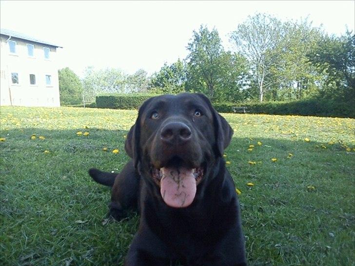 Labrador retriever Tais billede 5