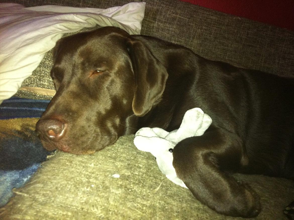 Labrador retriever Tais billede 2