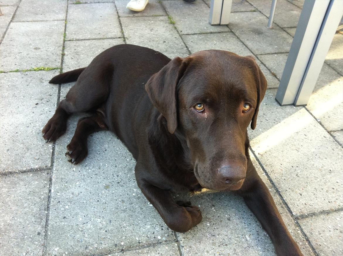 Labrador retriever Tais billede 4