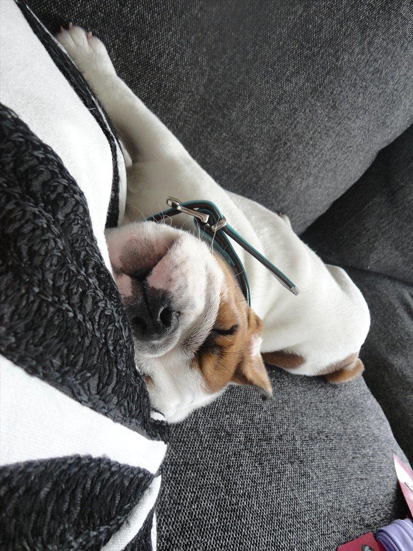 Engelsk bulldog Simba billede 1