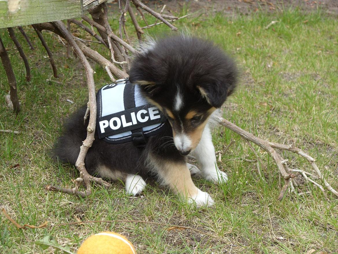 Shetland sheepdog Martedal Fritz - Politihund ;) billede 20