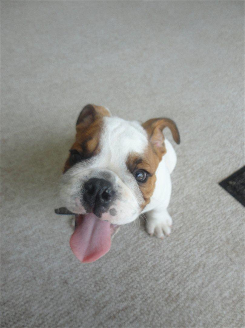 Engelsk bulldog Simba billede 2