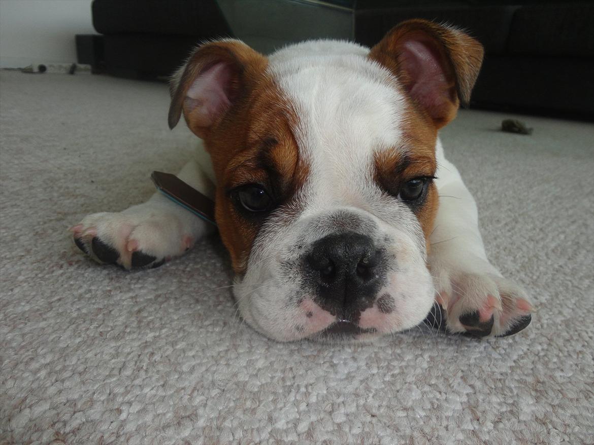 Engelsk bulldog Simba billede 3