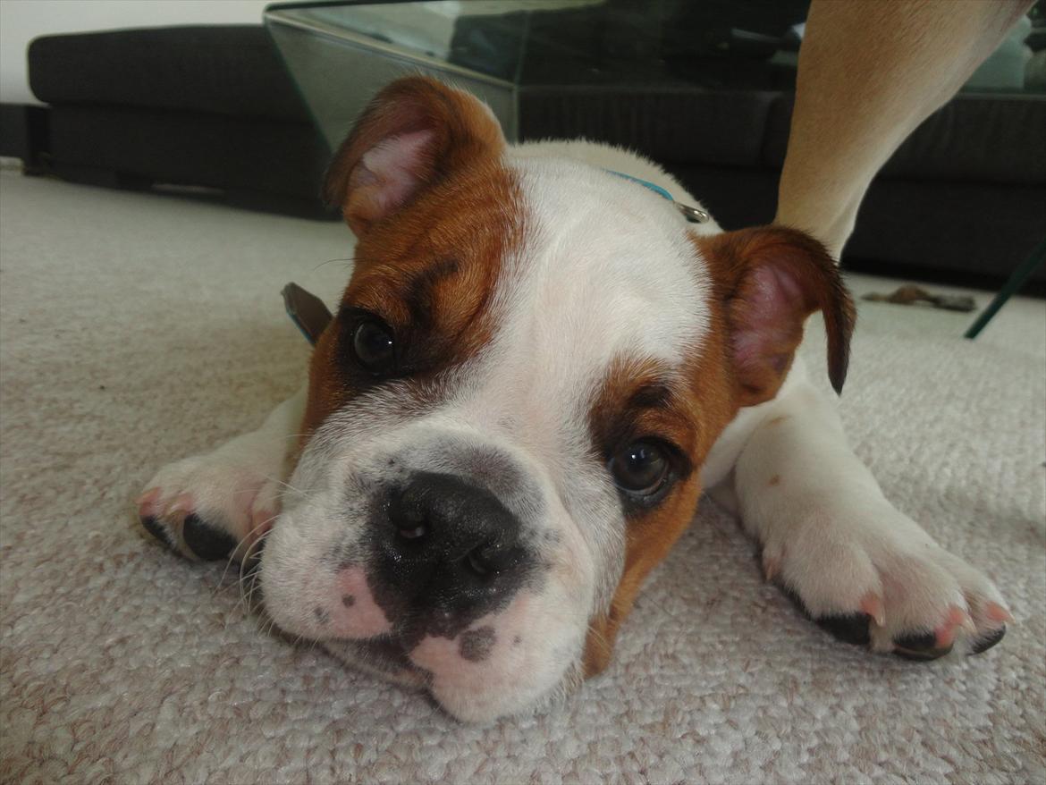 Engelsk bulldog Simba billede 4