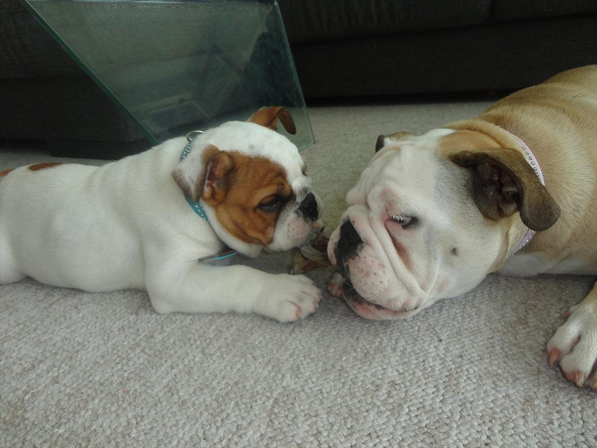 Engelsk bulldog Simba billede 5