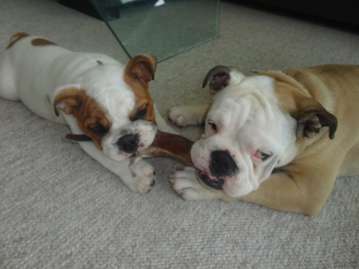 Engelsk bulldog Simba billede 6