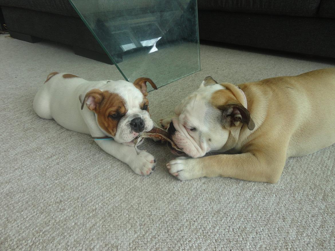 Engelsk bulldog Simba billede 7