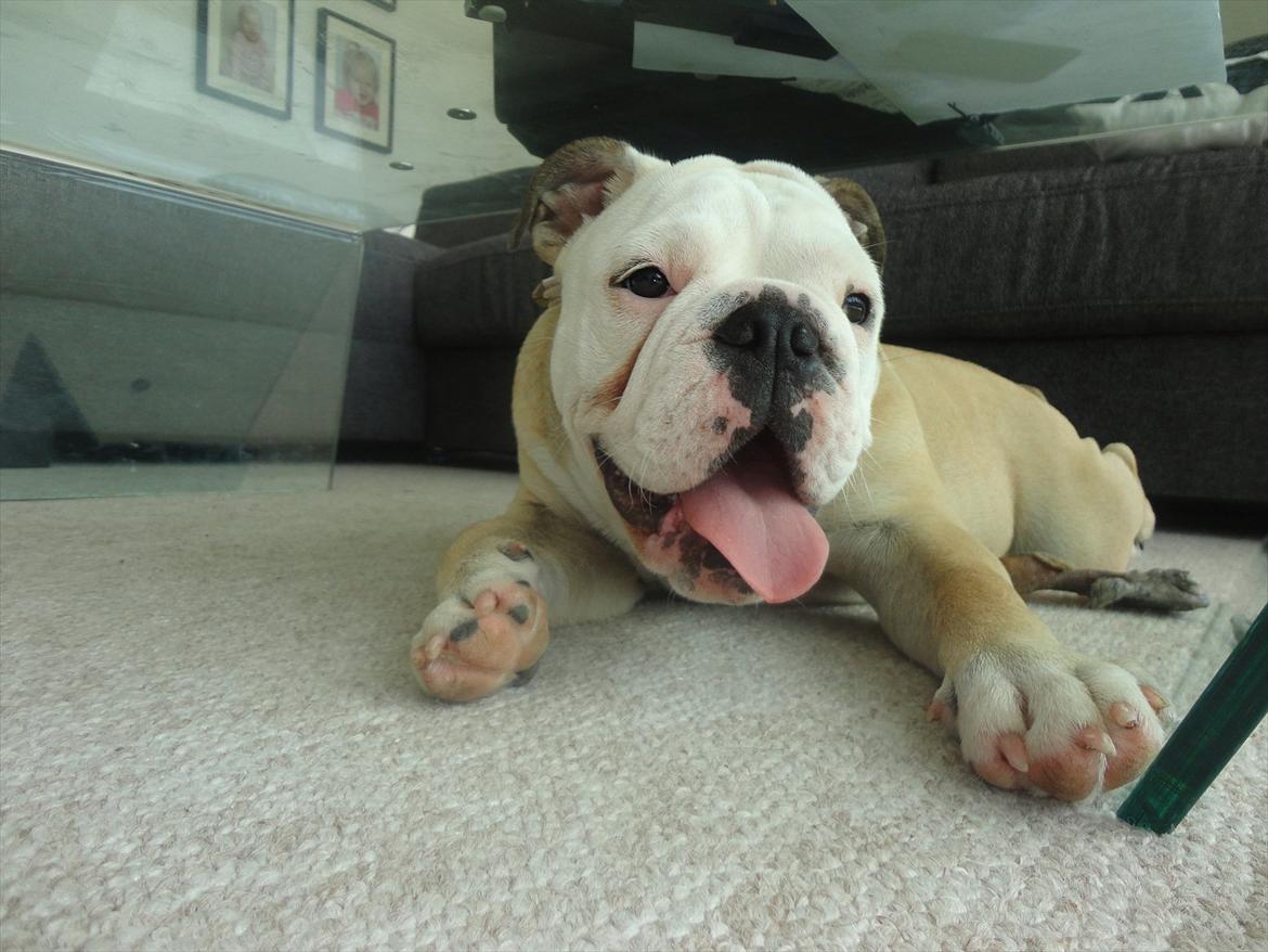 Engelsk bulldog Nala billede 18