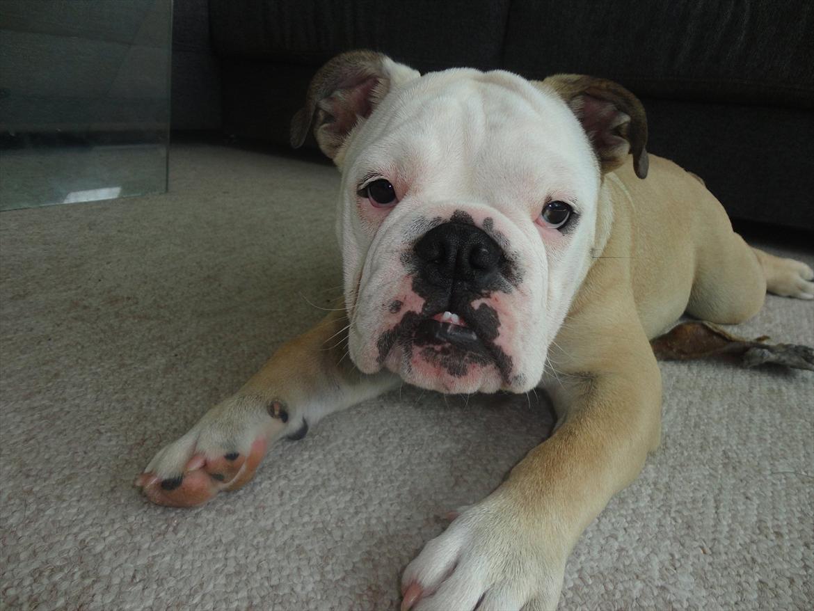 Engelsk bulldog Nala billede 19