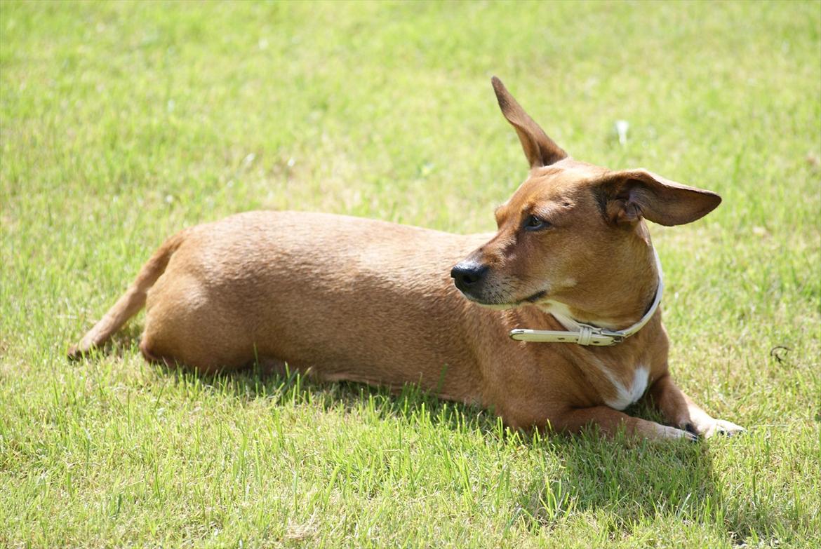 Gravhund Fie - BILLEDE - 5 billede 5