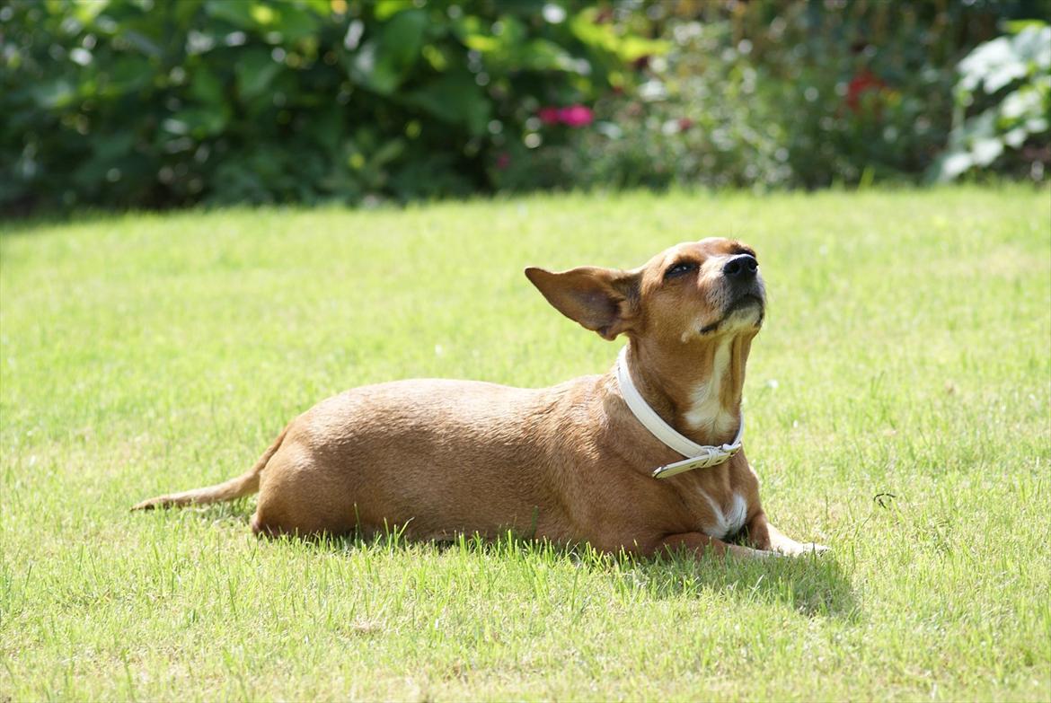 Gravhund Fie - det er dejligt at ligge og dase i solen ♥
BILLEDE - 6 billede 6