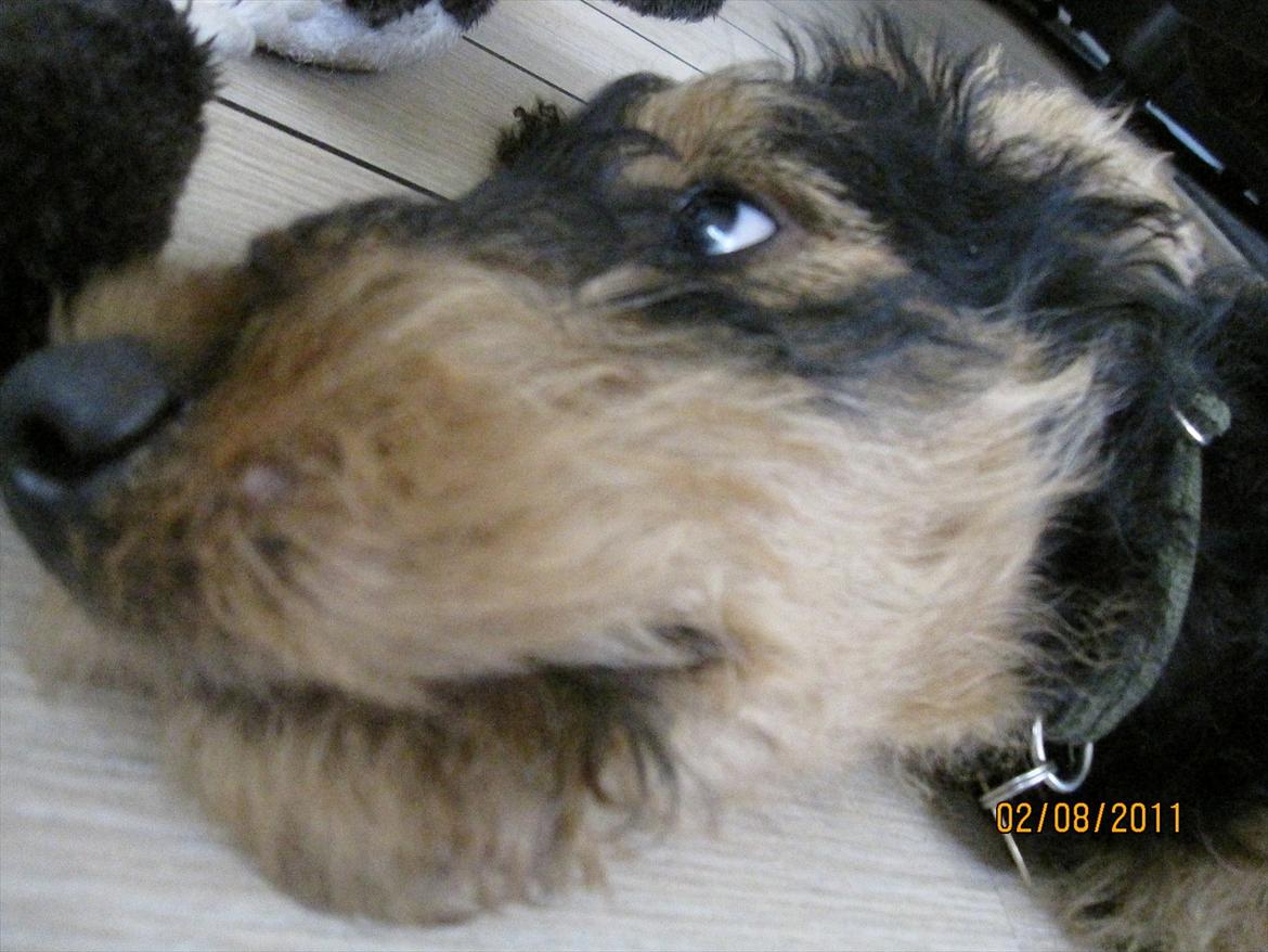 Airedale terrier Tessdale`s Magnificent prince (Ozzi) - Åhh,min mor fotograferer mig hele tiden. billede 8
