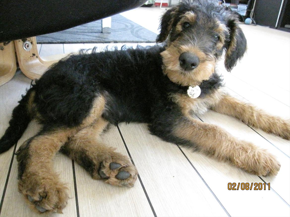 Airedale terrier Tessdale`s Magnificent prince (Ozzi) - Min charmetrold. billede 9