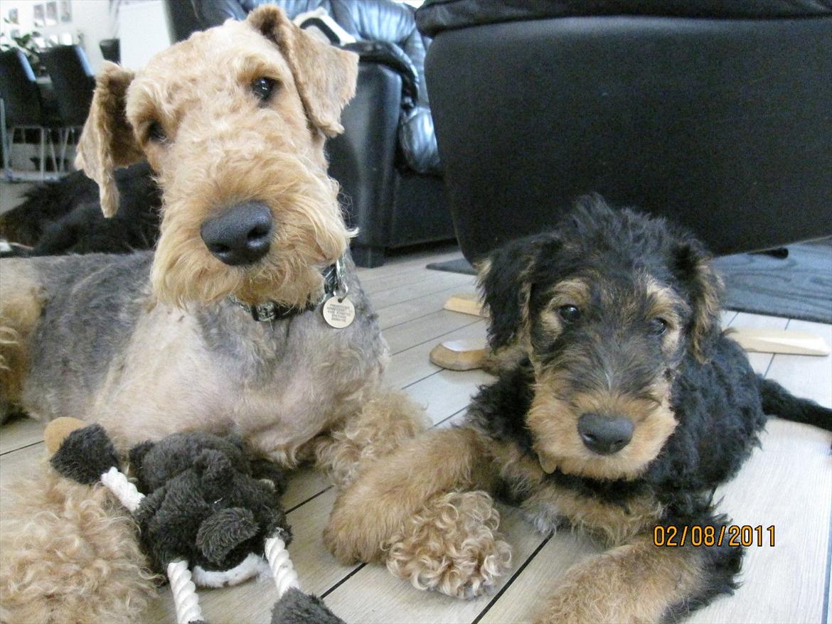 Airedale terrier Spicaway unbraced (Argo) - Argo og Ozzi. billede 15