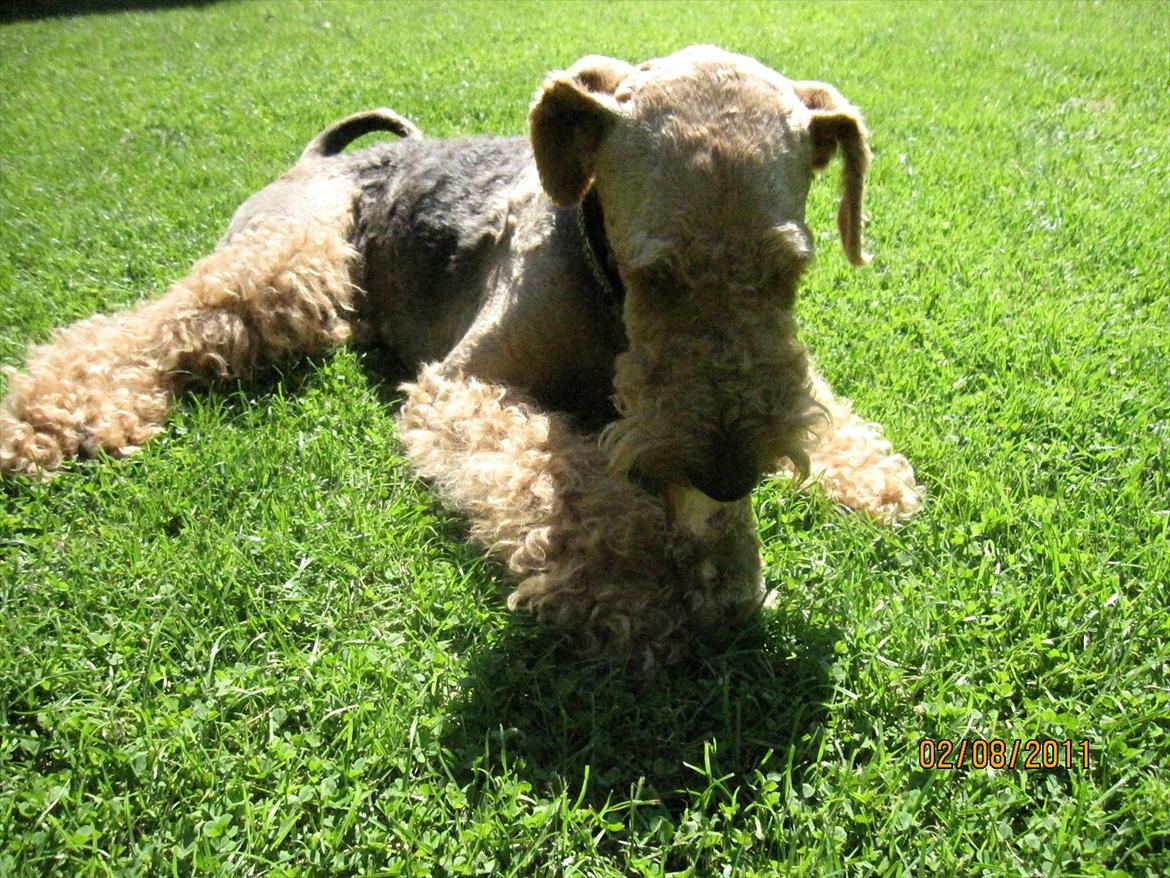 Airedale terrier Spicaway unbraced (Argo) - Spiser dejligt kødben. billede 16