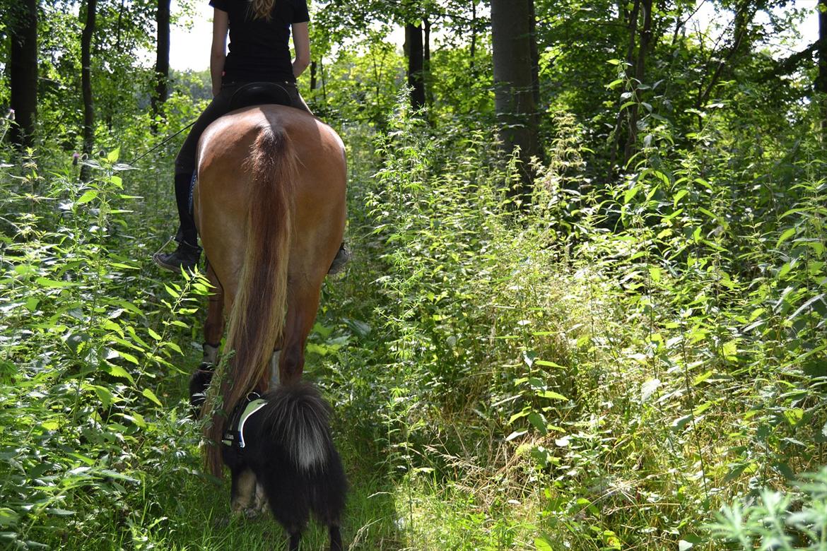 Islandsk fårehund TOFTEDALS KILJAN  ! <3 min bedste ven :')   - "Tak for denne gang, nu gider jeg ikk mere, så gemmer mig lige under Chica, smid gerne en bedømmelse" :) 

Kiljan og Chica på tur juli 2011, mine to stjerner !! <3  billede 20