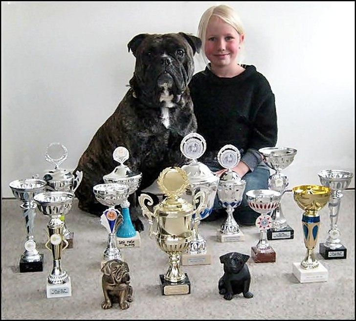 Olde english bulldogge Bølle billede 19