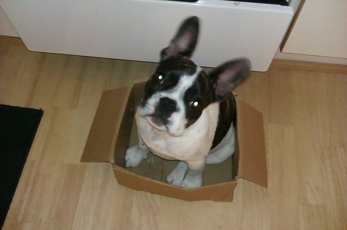 Fransk bulldog Gimli billede 12