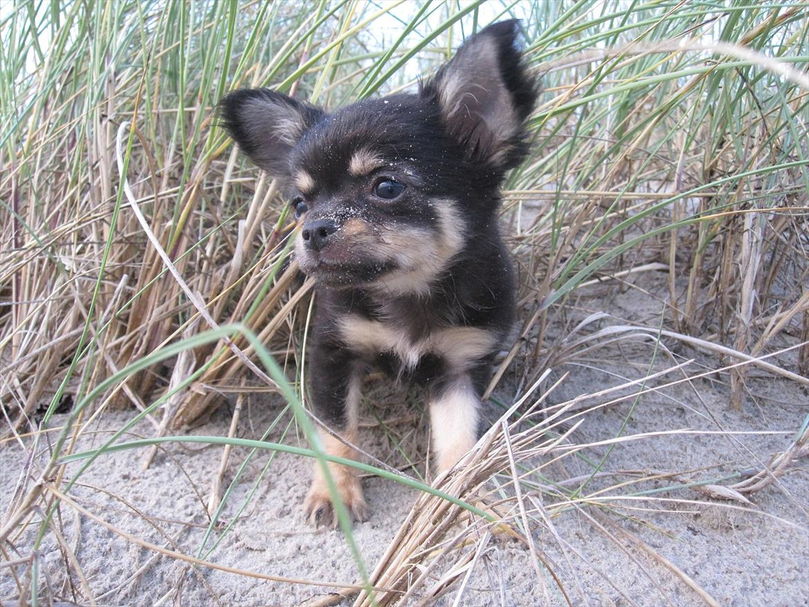 Chihuahua Tyson billede 1