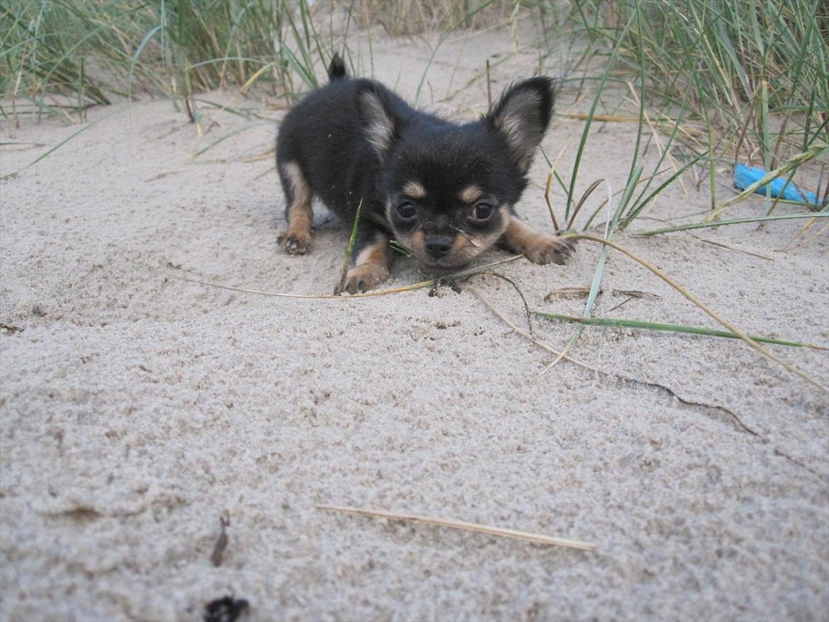 Chihuahua Tyson billede 2