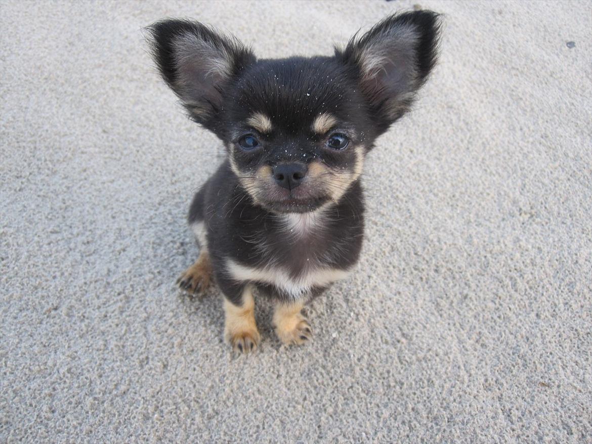 Chihuahua Tyson billede 3