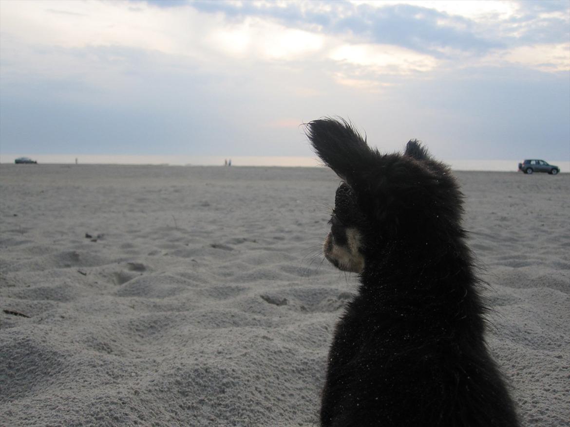 Chihuahua Tyson billede 4