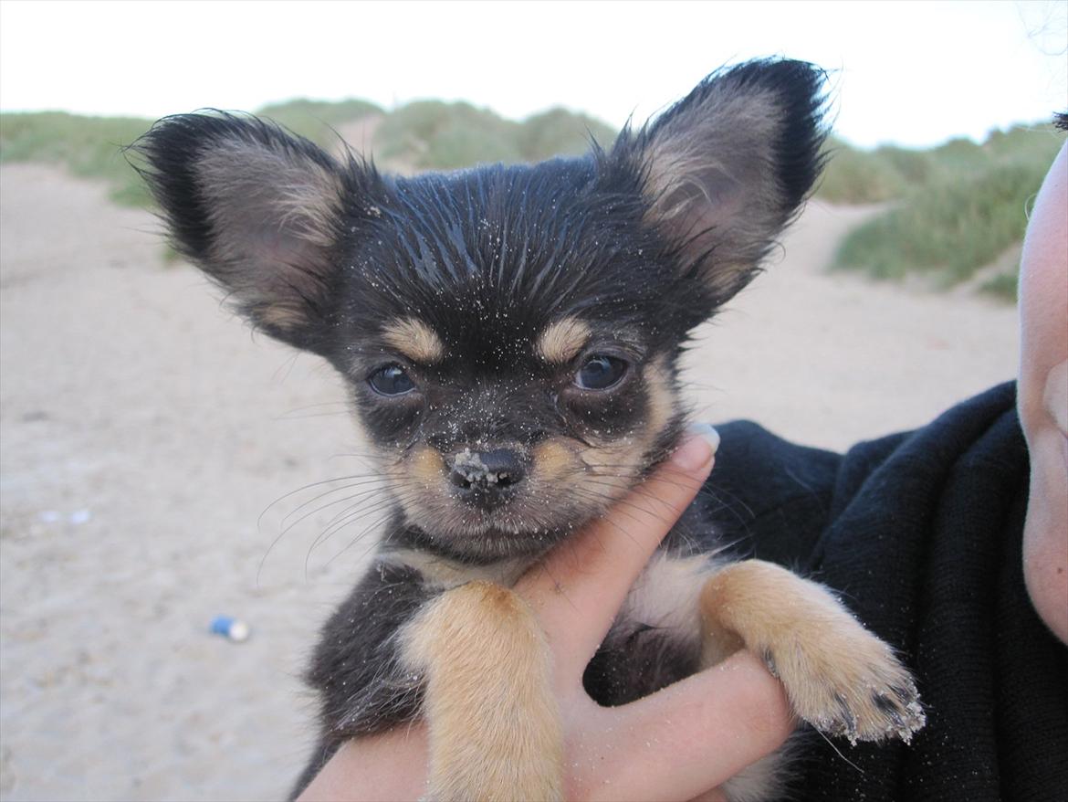 Chihuahua Tyson billede 5