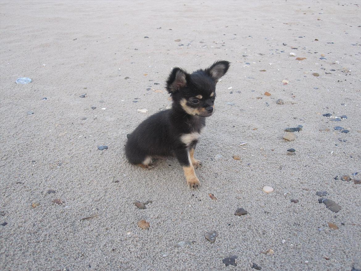 Chihuahua Tyson billede 7