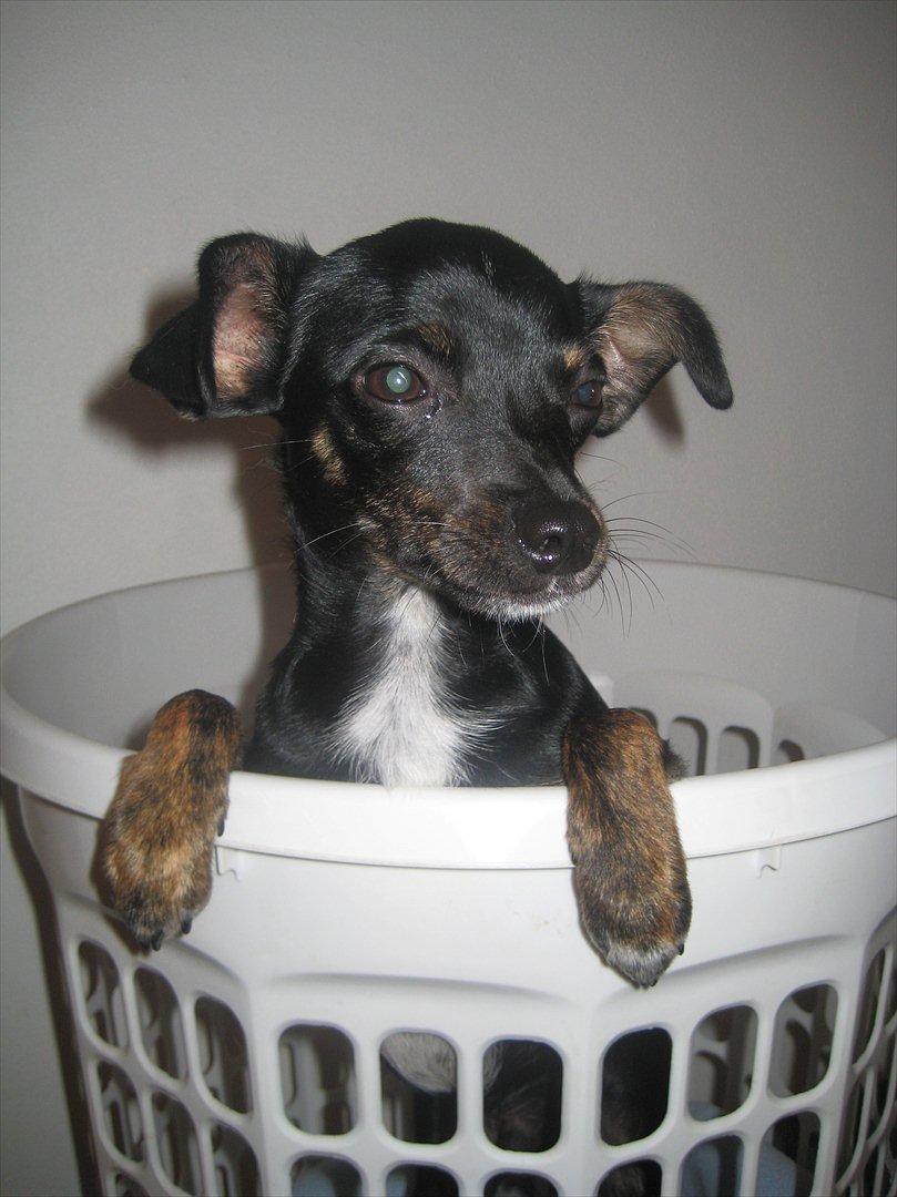 Blanding af racer Kenzo billede 3