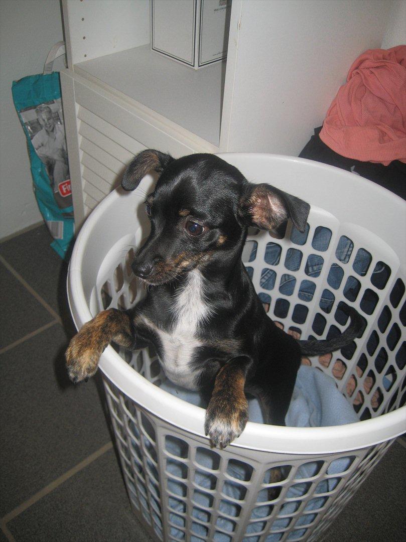 Blanding af racer Kenzo billede 4