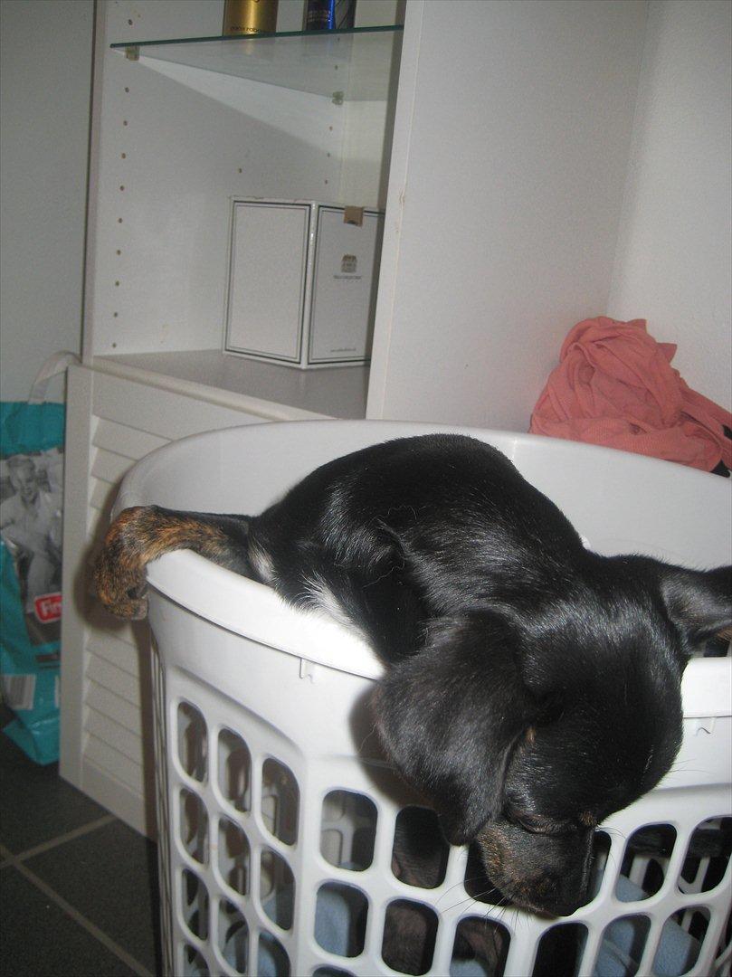 Blanding af racer Kenzo billede 5