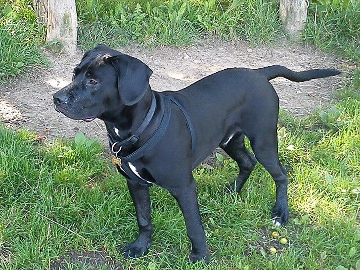 Blanding af racer Hannibal billede 11