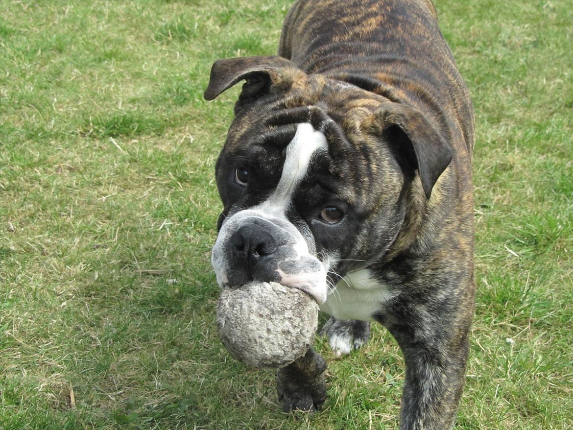 Olde english bulldogge Kingston billede 10